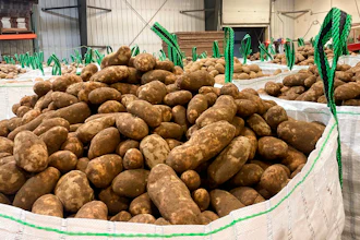 In this photo provided Jay LaJoie, russet potatoes produced by Maine growers are packaged to be loaded on a rail car headed for Washington State, at a warehouse owned by LaJoie Growers LLC, in Van Buren, Maine, Jan. 17, 2022. Maine is shipping potatoes all the way to the West Coast over the winter of 2021-2022, thanks to a banner harvest in Maine and a drought for growers in the West.