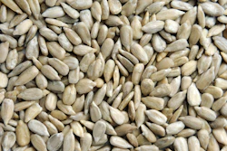 Sunflower Seeds I Stock 1271079566