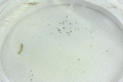 Tobacco thrips with Plant Armor.