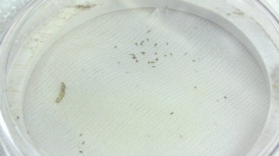 Tobacco thrips with Plant Armor.