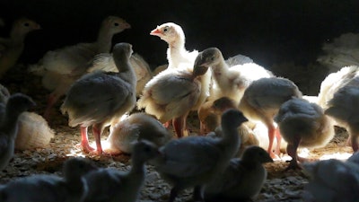 Turkeys stand in a barn on turkey farm near Manson, Iowa on Aug. 10, 2015. When cases of bird flu are found on poultry farms officials act quickly to slaughter all the birds in that flock even when it numbers in the millions, but animal welfare groups say their methods are inhumane.