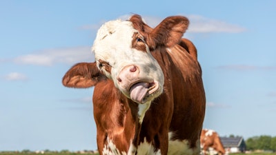 Another benefit observed when feeding cattle industrial hemp is that they lie down more, which can help them ruminate and produce saliva.