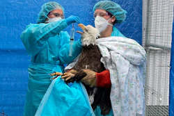 Bald eagle at the Wisconsin Humane Society's Wildlife Rehabilitation Center, Milwaukee, April 8, 2022.