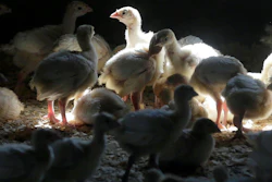 Turkey farm near Manson, Iowa, Aug. 10, 2015.