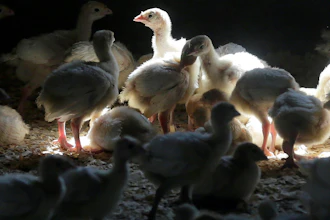 Turkey farm near Manson, Iowa, Aug. 10, 2015.