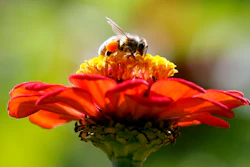 A honeybee atop a zinnia in Accord, N.Y., Sept. 1, 2015.