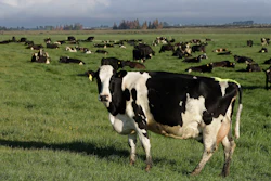Dairy cows on a farm near Oxford, New Zealand, Oct. 8, 2018.
