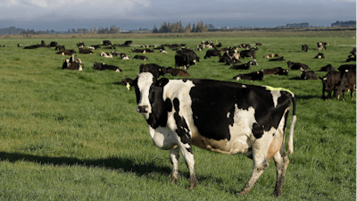Dairy cows on a farm near Oxford, New Zealand, Oct. 8, 2018.