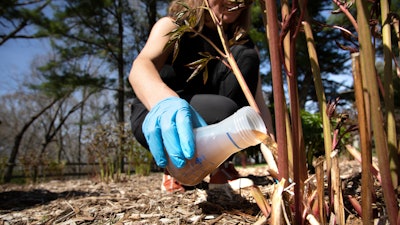 University of Michigan civil and environmental engineering professor Krista Wigginton applies human urine-derived fertilizer to beds of peonies at Nichols Arboretum, Ann Arbor, Mich., May 9, 2022.