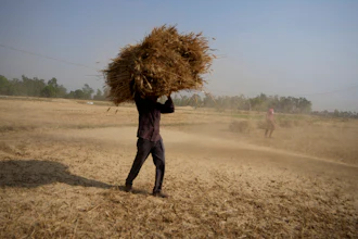 A farmer carries wheat harvested from a field on the outskirts of Jammu, India, April 28, 2022.