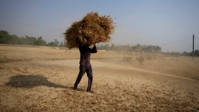 A farmer carries wheat harvested from a field on the outskirts of Jammu, India, April 28, 2022.