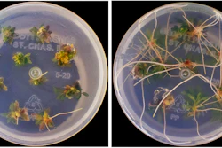 On the left, poplar sprouts containing CRSPR-edited gene; on the right, poplar sprouts with the same CRSPR edit plus gene enhancements to improve growth.