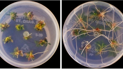 On the left, poplar sprouts containing CRSPR-edited gene; on the right, poplar sprouts with the same CRSPR edit plus gene enhancements to improve growth.