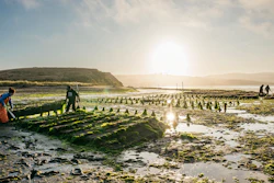 Shellfish growers at Hog Island Oyster Farm, Tomales Bay, Calif.