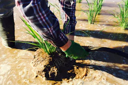 Rice plants submerged as part of the long-running investigation into root responses.