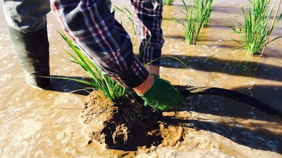 Rice plants submerged as part of the long-running investigation into root responses.