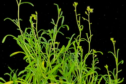 Schrenkiella parvulais, a plant that can thrive in extremely salty conditions.