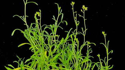 Schrenkiella parvulais, a plant that can thrive in extremely salty conditions.