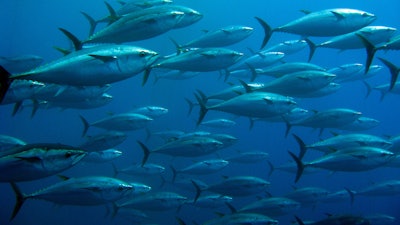 School Of Tuna