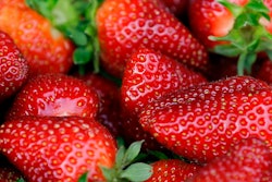 Fresh-picked strawberries are shown. U.S. and Canadian regulators are investigating a hepatitis outbreak that may be linked to fresh organic strawberries.