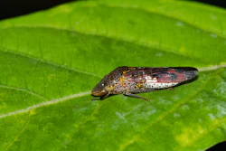 Glassy-winged sharpshooter.