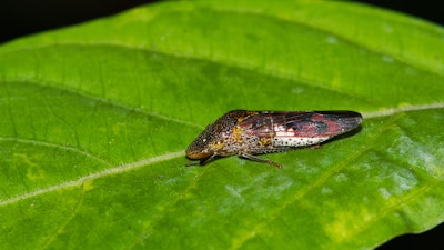 Glassy-winged sharpshooter.