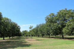 Pecan grove.