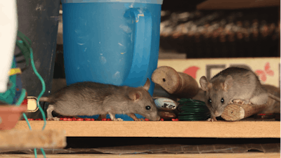 Rodents