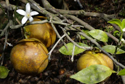 Orange blossom and fruit in a grove in Plant City, Fla., Dec. 11, 2013.