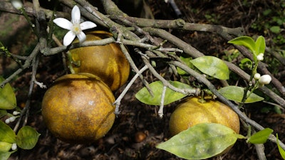 Orange blossom and fruit in a grove in Plant City, Fla., Dec. 11, 2013.