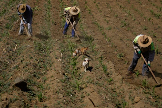 Brothers Arturo, Benjamin and Victor Corella work their land in Milpa Alta, Mexico, May 30, 2022.