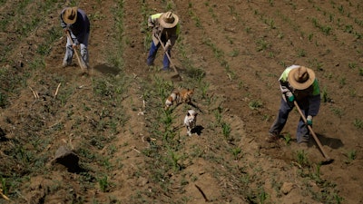 Brothers Arturo, Benjamin and Victor Corella work their land in Milpa Alta, Mexico, May 30, 2022.