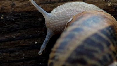 A snail at Anton Avramenko's farm in Veresnya, Ukraine, June 10, 2022.