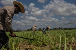Farmers use machetes to weed a sugar cane field in Madruga, Cuba, April 29, 2021.