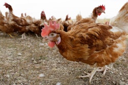 Chickens walk in a fenced pasture at an organic farm near Waukon, Iowa, Oct. 21, 2015.