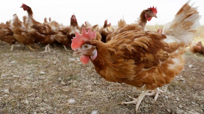 Chickens walk in a fenced pasture at an organic farm near Waukon, Iowa, Oct. 21, 2015.