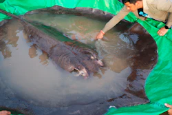 A man touches a giant freshwater stingray before it was released back into the Mekong River in Stung Treng, Cambodia, June 14, 2022.