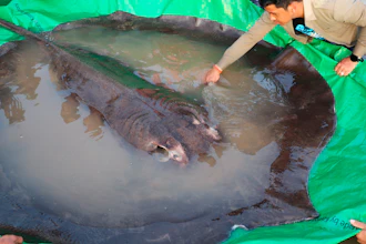 A man touches a giant freshwater stingray before it was released back into the Mekong River in Stung Treng, Cambodia, June 14, 2022.