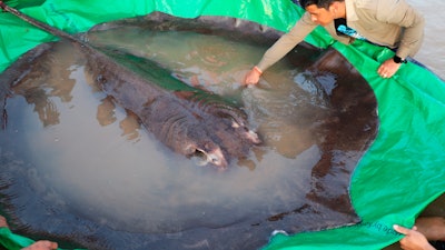 A man touches a giant freshwater stingray before it was released back into the Mekong River in Stung Treng, Cambodia, June 14, 2022.