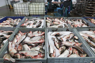 Carp processed at Two Rivers Fisheries, Wickliffe, Ky., Feb. 11, 2020.