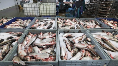 Carp processed at Two Rivers Fisheries, Wickliffe, Ky., Feb. 11, 2020.