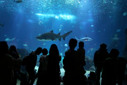 Visitors watch sharks and other fish swimming in the main tank at the Oceanarium in Lisbon, June 27, 2022.
