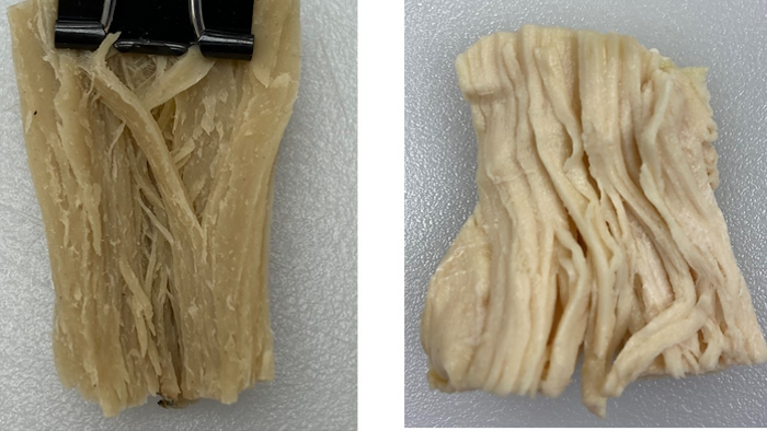 Human Cells Take in Less Protein from Plant-Based Meat than from Chicken | Food Manufacturing