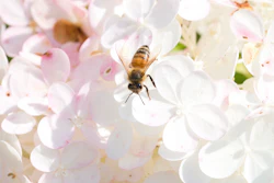 Low Res 20150725 Bees Jb 0067 jpg