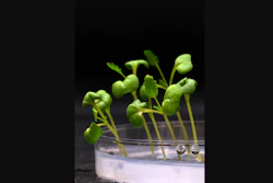 Plants growing in complete darkness in an acetate medium that replaces biological photosynthesis.