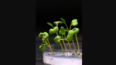 Plants growing in complete darkness in an acetate medium that replaces biological photosynthesis.