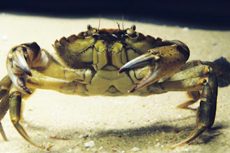 European green crab.