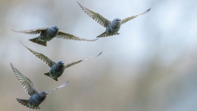 European starlings.