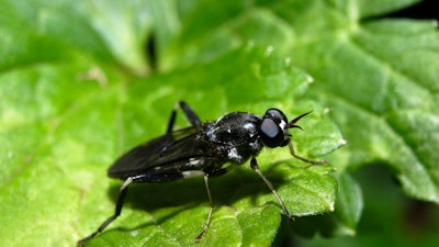 Black soldier fly.