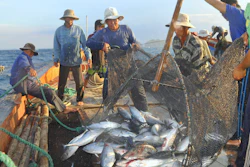 Fishermen collect tuna caught by trawl nets in Nha Trang Bay, Vietnam, May 2012.